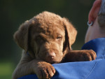 Borre/Boaz 6,5 week